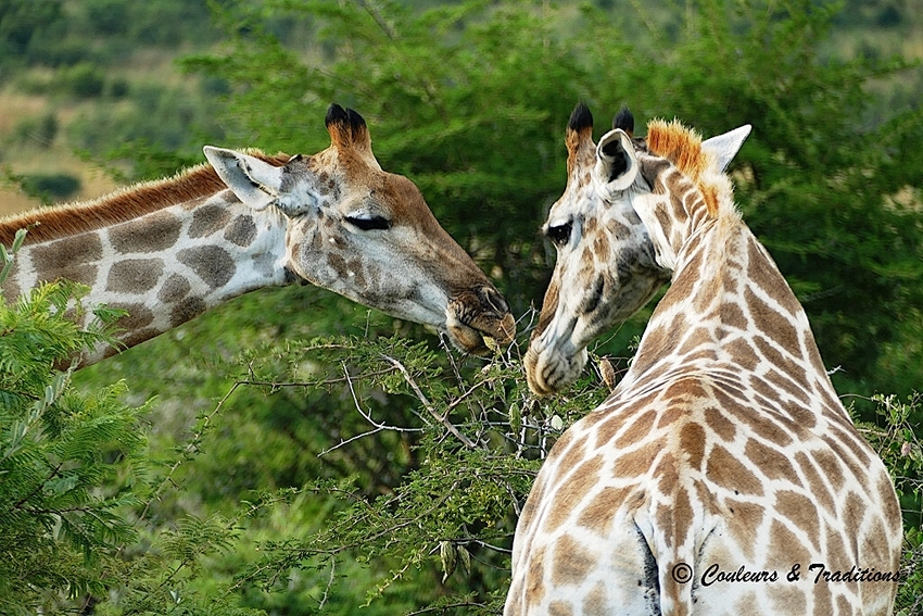 Familles de girafes 