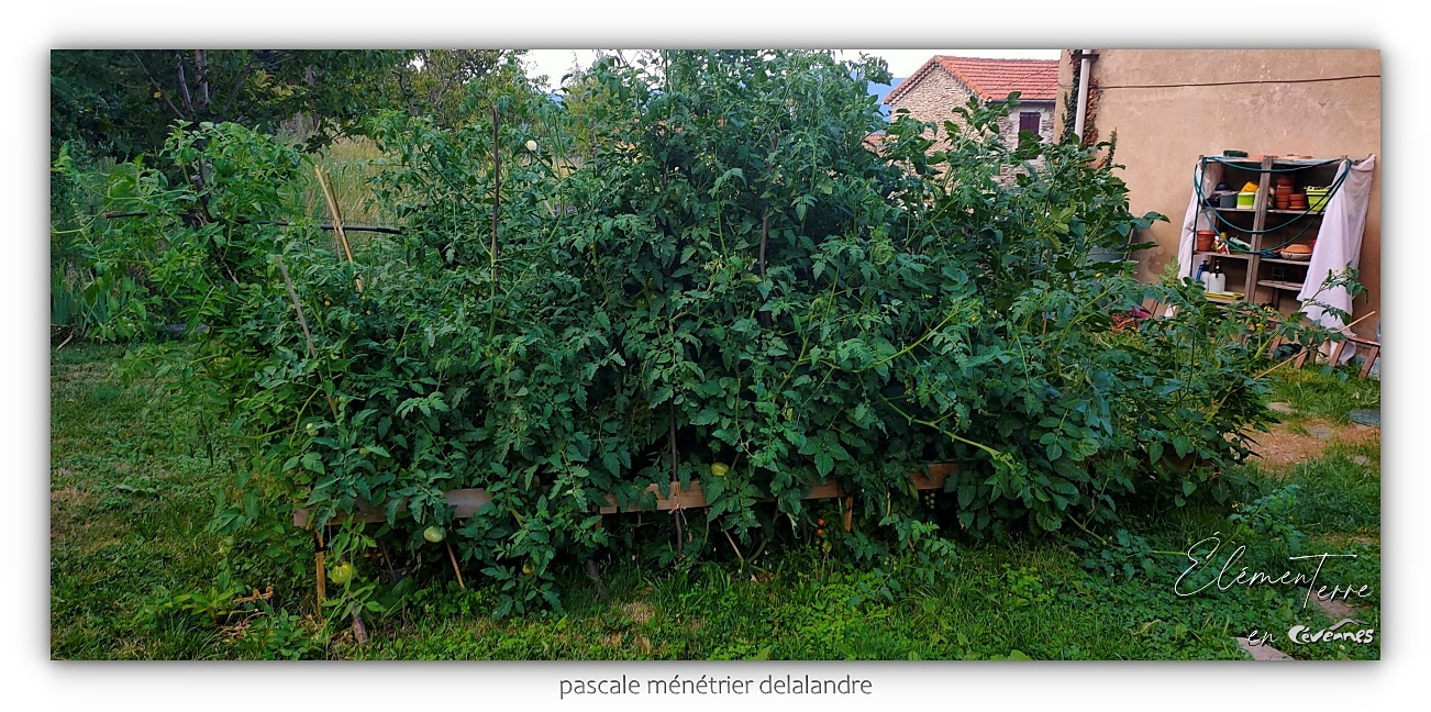 13/08/24 - Les Tomates ne se tiennent plus du tout !