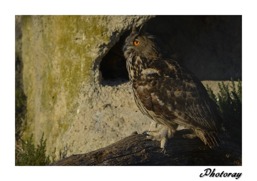 Hibou grand-duc