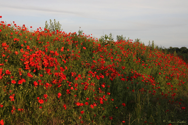 Hermé et ses coquelicots 