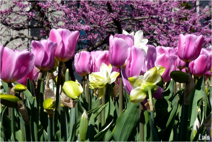 Floraison spectaculaire de tulipes au Jardin Botanique de Montréal 