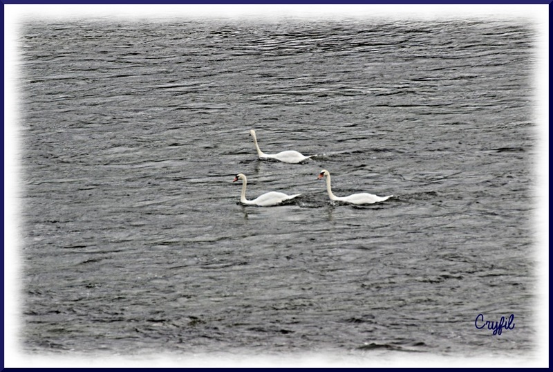 Les cygnes de Lalinde 