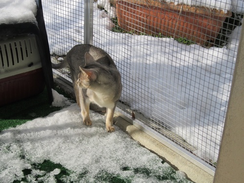 L'enclos sous la neige !!!!! 