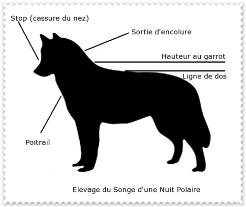 Quelle est la morphologie du Husky ? - Elevage du Songe d'une Nuit Polaire