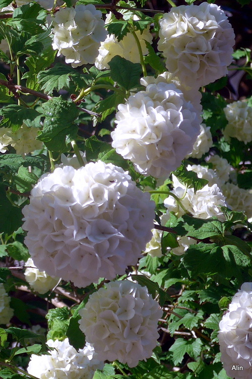 Le boule de neige du voisin est en fleur !