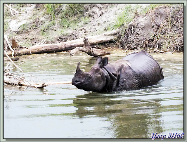 Blog de images-du-pays-des-ours : Images du Pays des Ours (et d'ailleurs ...), Rhinocéros indien ou asiatique (unicorne) - Parc National de Chitwan - Teraï - Népal