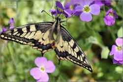 Le Machaon Grand porte-queue Papilio machaon Papilionidae