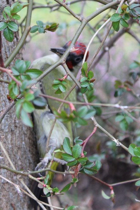 Sauvetage d'un pivert (Picus viridis)