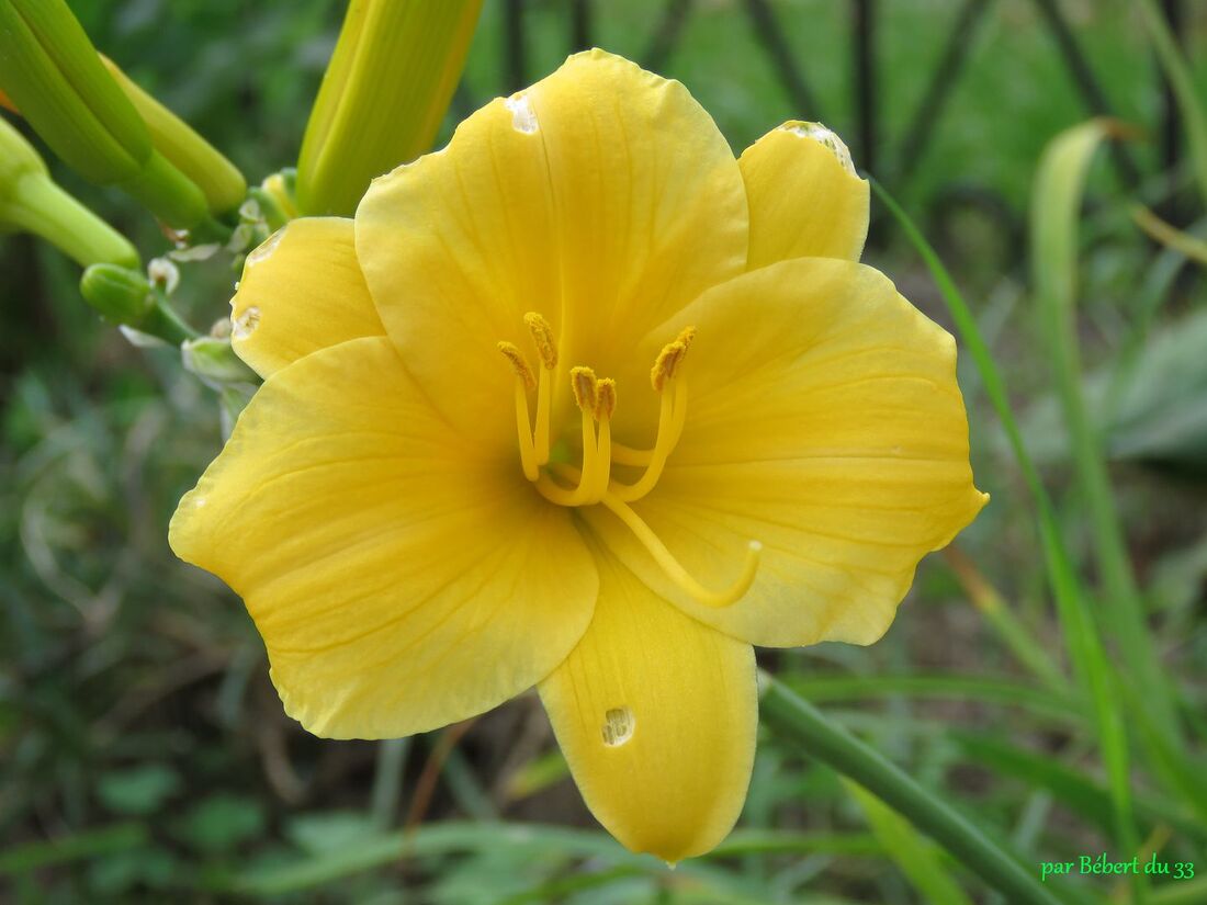 Fleurs du jardin 