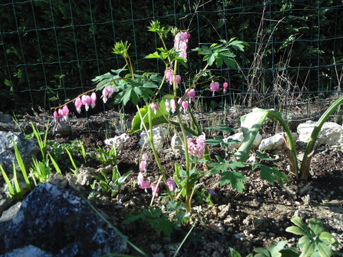 Bienvenue................au Printemps !