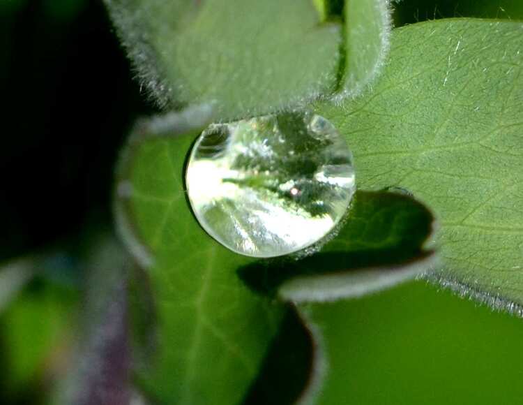 Pas de muguet mais de jolies perles de pluie, rien que pour vous.