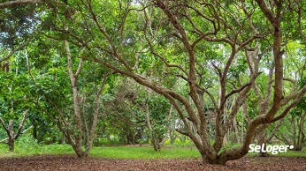 ô merveilleux arbres ...