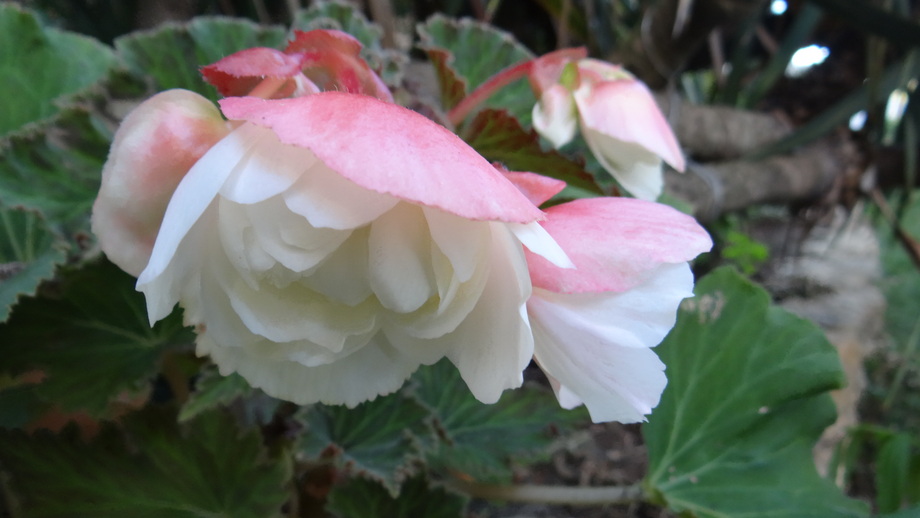 Mettre en Végétation les Bégonias Tubéreux