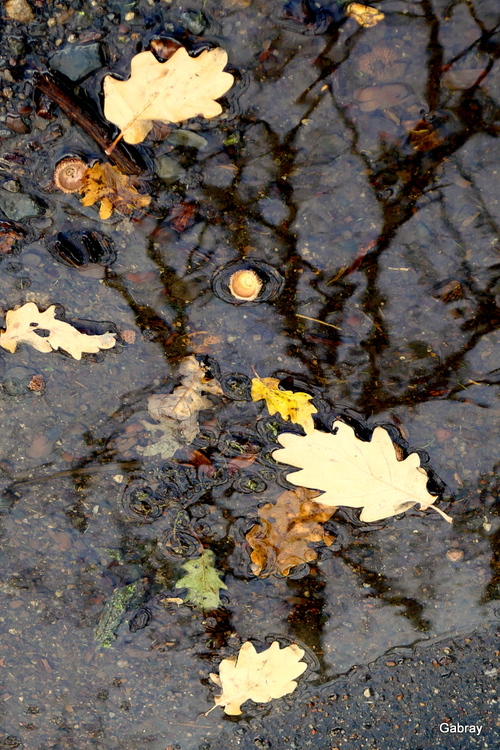 Après la pluie : flaques & reflets 