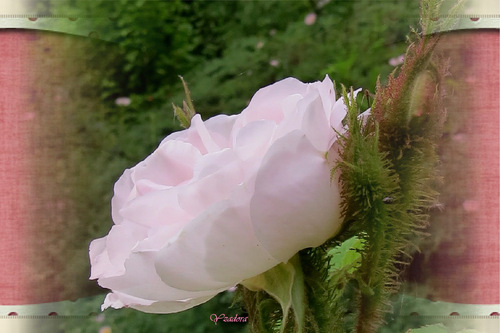 Rosa Quatre Saisons Blanc Mousseux