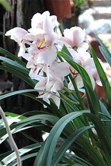 Fleurs tropicales et orchidées