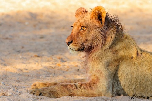 Prides of the desert, Kgalagadi NP