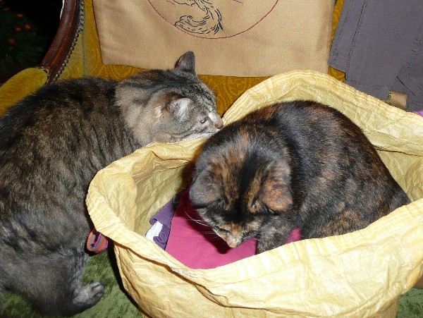 chat et sac 2