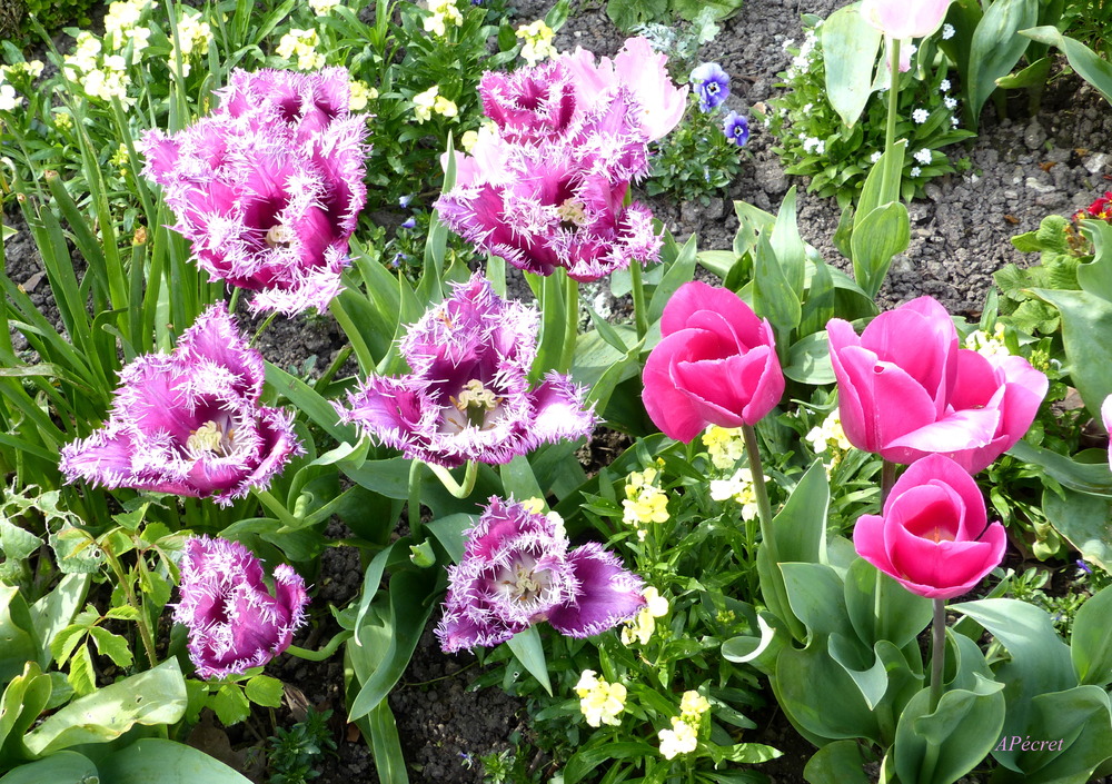 Jolies tulipes d'avril 