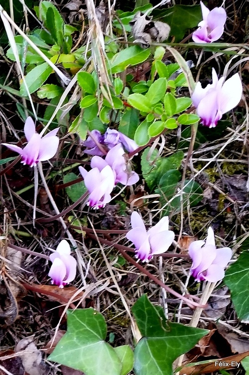 Des fleurs en souvenir de 2020 !