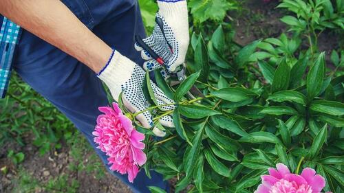 Pivoines Paeonia jardinage.jpg