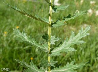 Filipendula vulgaris - filipendule commune