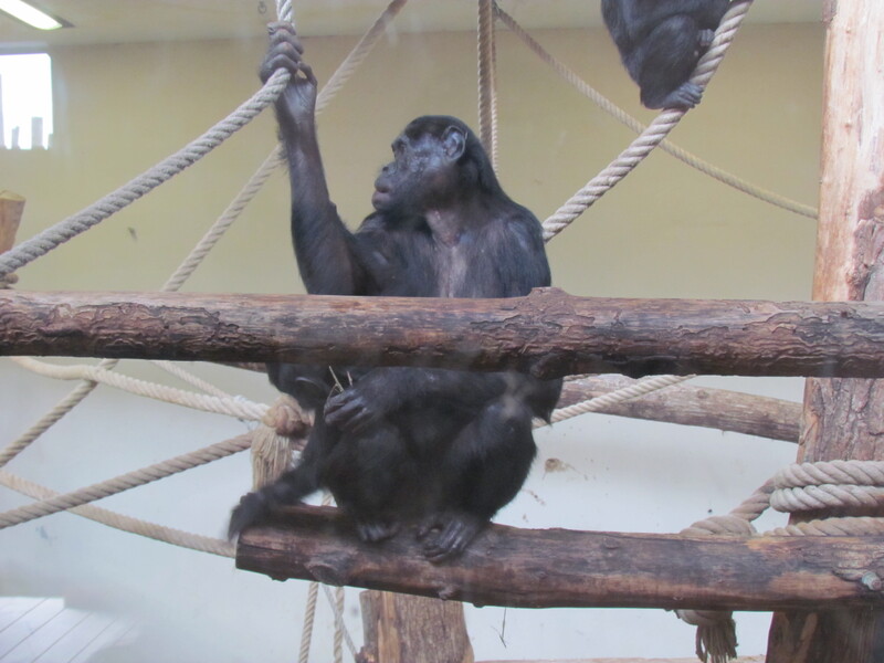 LA VALLEE DES SINGES . ROMAGNE . 86700 . VIENNE . Première partie .