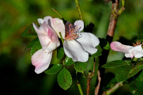 Roses d'octobre