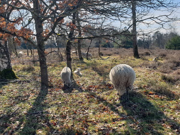 Les moutons du parc des Bruyères