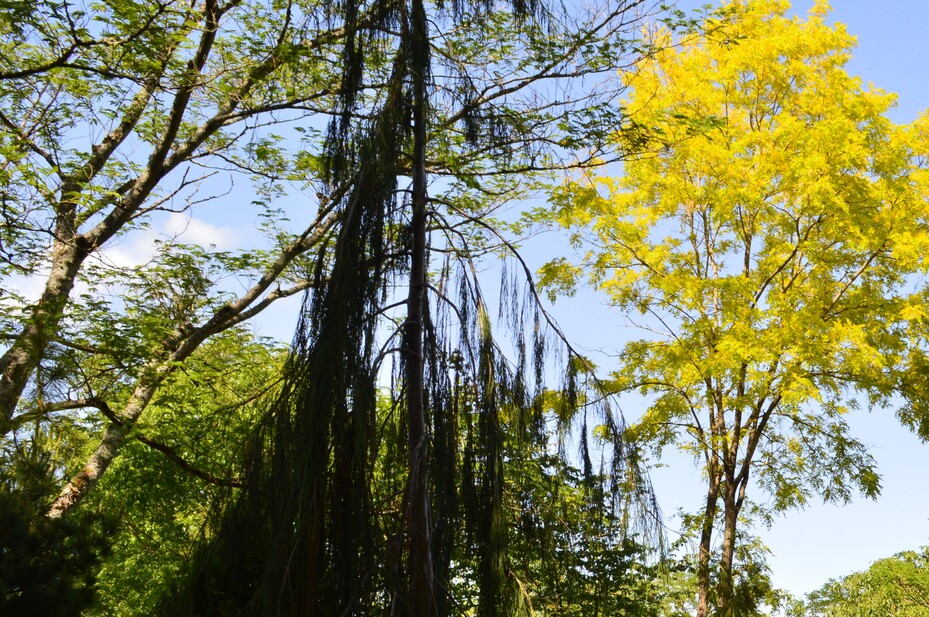 Le jardin botanique du Prieuré d'Orchaise