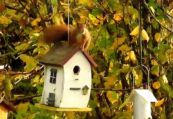 Un contorsionniste-équilibriste dans mon jardin !