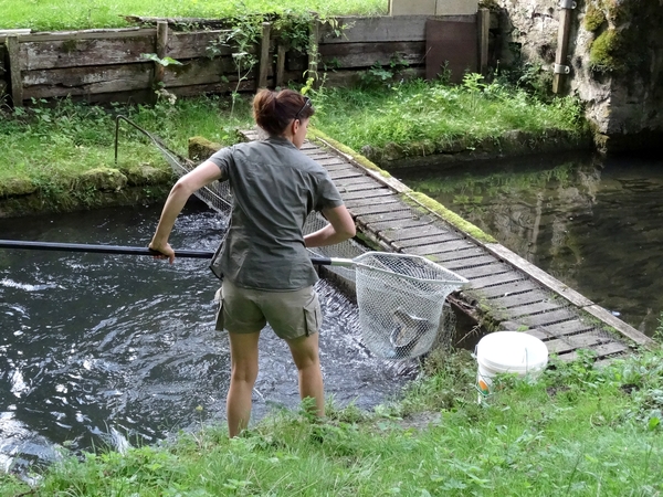 La pisciculture de la Chouette à Aisey sur Seine