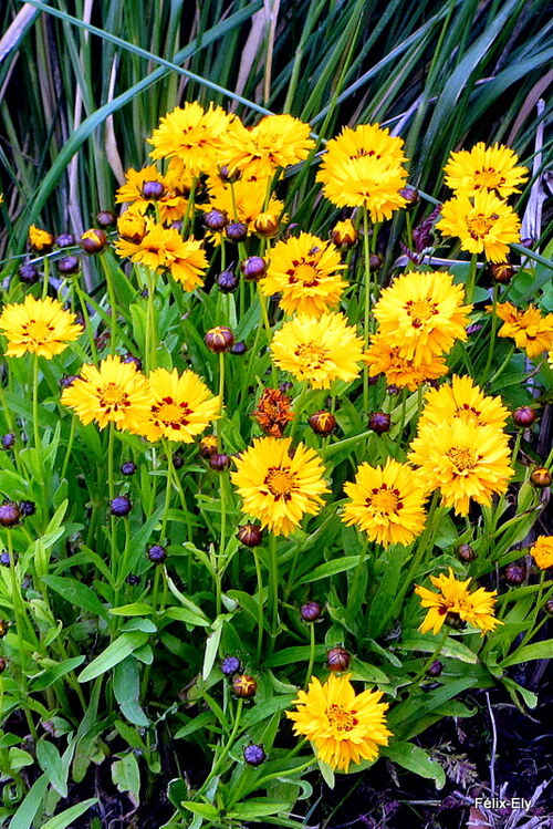 Belles fleurs jaunes !