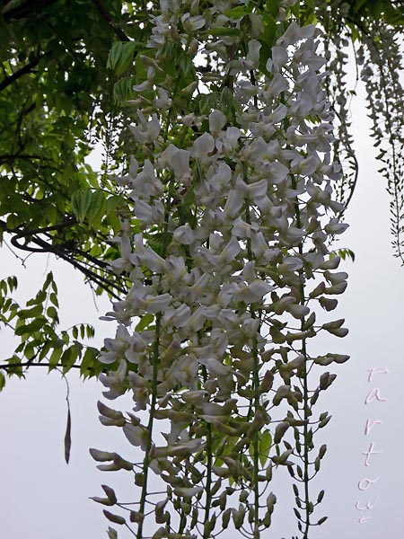 INTERLUDE  "JARDIN" côté fleurs