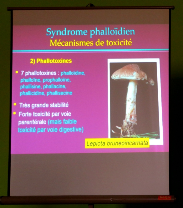 La conférence sur "Les empoisonnements célèbres par les champignons", a eu un beau succès.