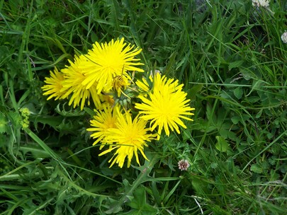 fleurs de montagne