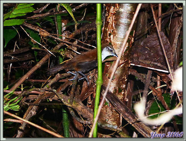 Blog de images-du-pays-des-ours : Images du Pays des Ours (et d'ailleurs ...), Troglodyte à ventre noir (Pheugopedius fasciatoventris) - La Palma - Puerto Jiménez - Costa Rica