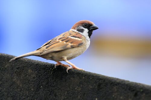 Moineau friquet (Eurasian Tree Sparrow)