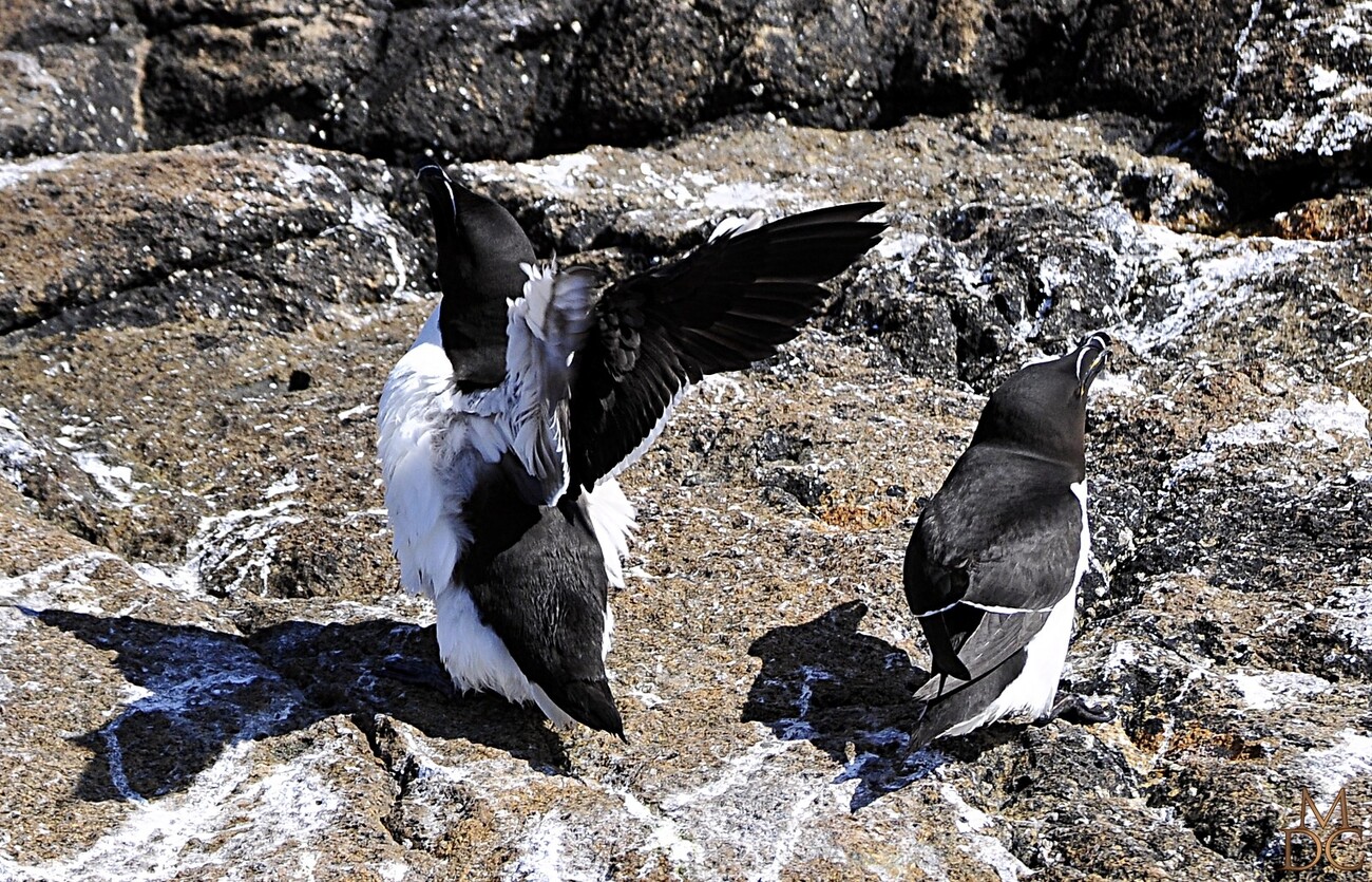 Pingouin torda