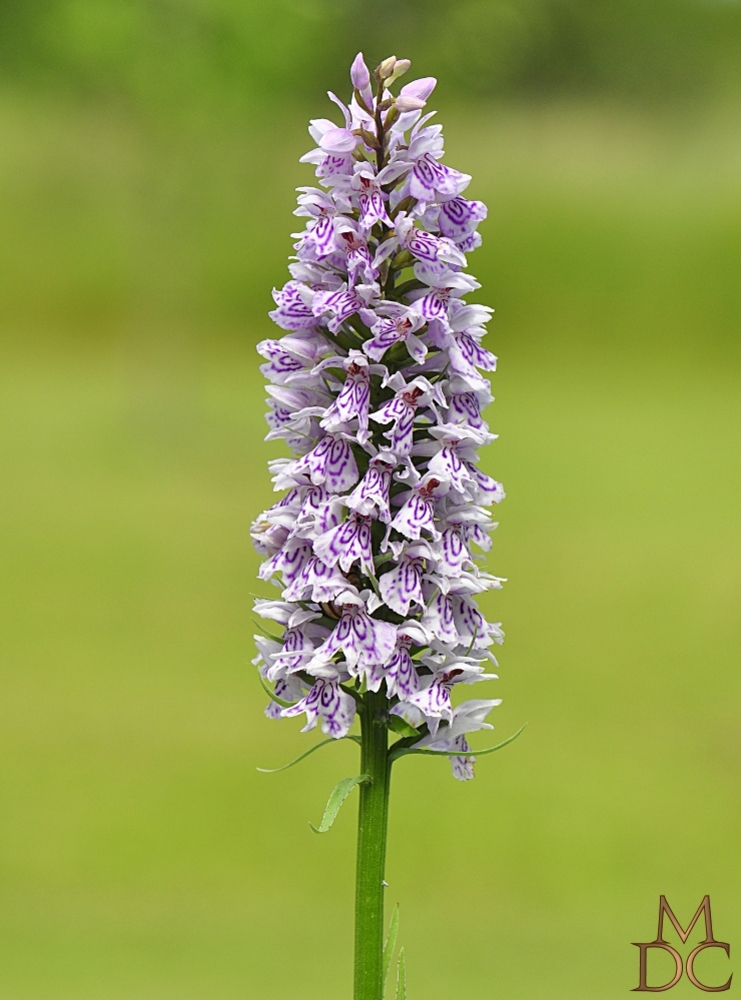 Orchis tacheté (maculé)