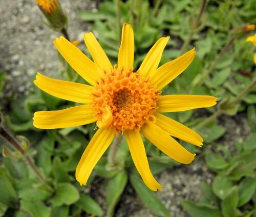 Vertus médicinales des plantes sauvages : Arnica