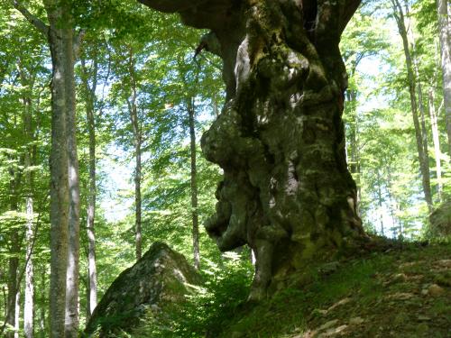 Les Fleurs des Fées