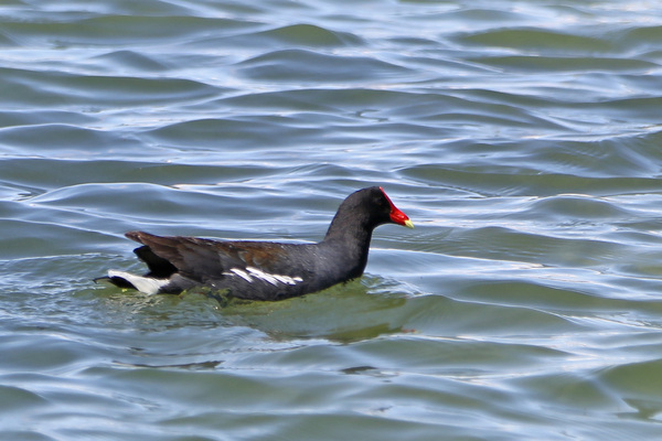 Gallinule d'Amerique