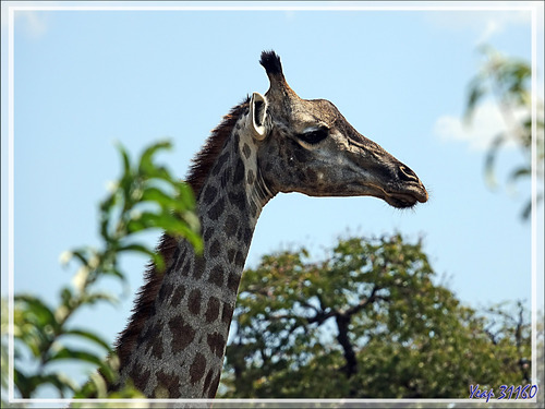 Girafe du Cap  - Safari terrestre - Parc National de Chobe - Botswana