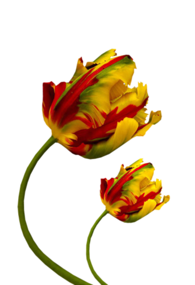 Fleurs tulipes /1