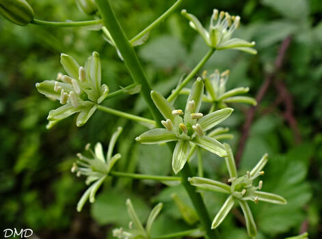 Ornithogalum pyrenaicum - Loncomelos pyrenaicus  -  ornithogale des Pyrénées