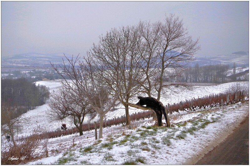 Un froid de canard .