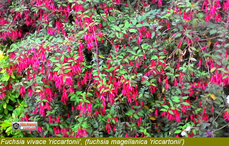 fuchsia vivace magellanica 'riccartonii')(L'oranger du Mexique (Choisya  ternata))Anémone du Japon (Anemona japonica) - le jardin de jean marie