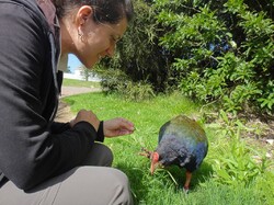 13: tiritiri matangi