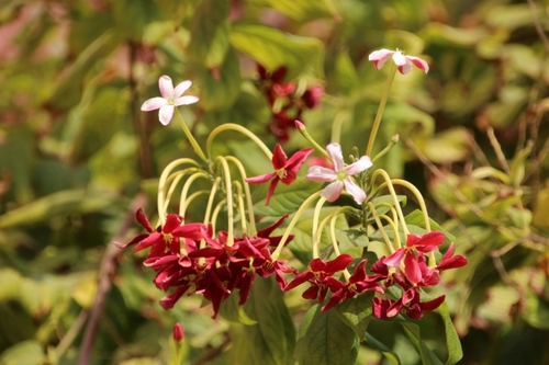 Fleurs d'Inde